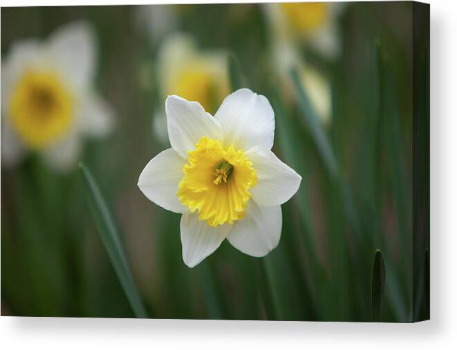 Daffodil Canvas Print featuring the photograph Daffodil_5995 by Rocco Leone