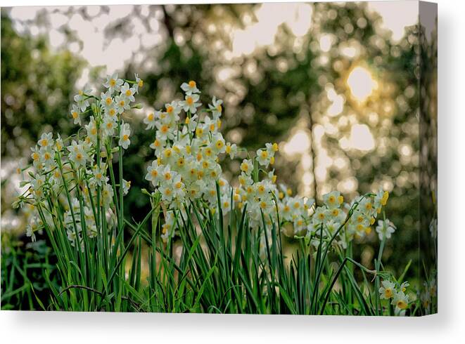 Flowers Canvas Print featuring the photograph Daffodils Blossom by Uri Baruch