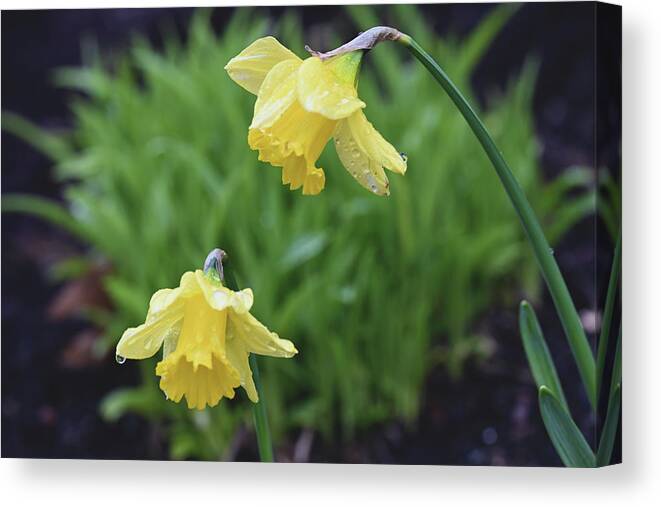 Daffodils Canvas Print featuring the photograph Daffodils by Jerry Cahill
