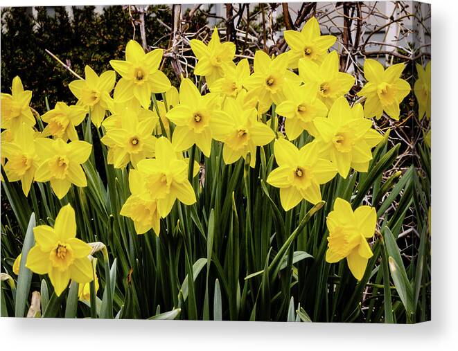 Daffodil Canvas Print featuring the photograph Daffodils Stand Together by Craig A Walker
