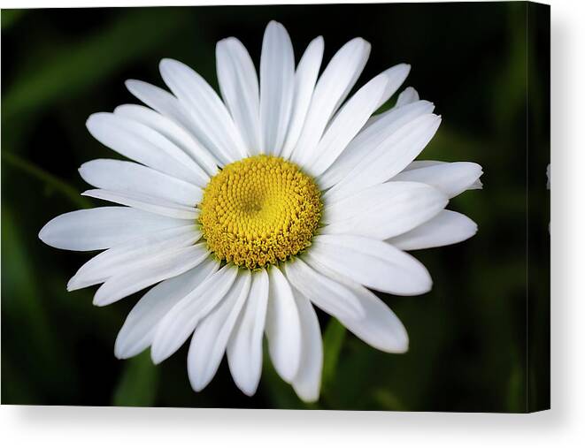 Daisy Canvas Print featuring the photograph Daisy Flower by Gary Geddes