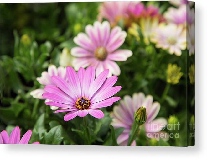 Flowers Canvas Print featuring the photograph Daisy in Pink by Marilyn Cornwell