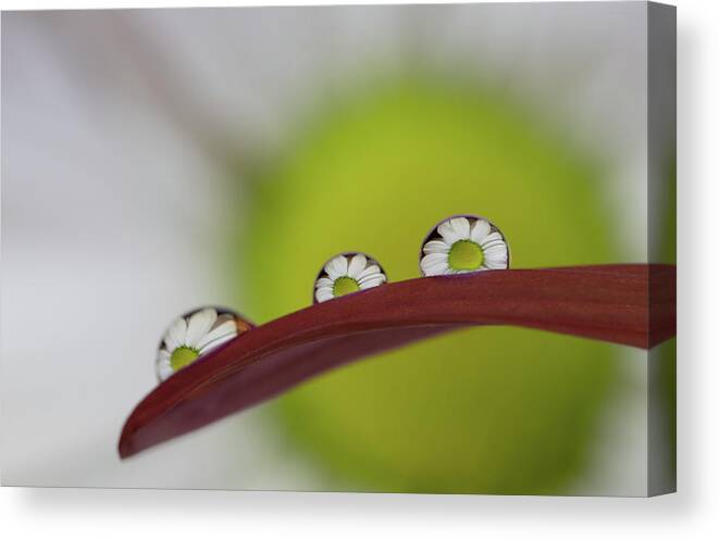 Daisy Canvas Print featuring the photograph Daisy in Water Droplets by Kevin Schwalbe