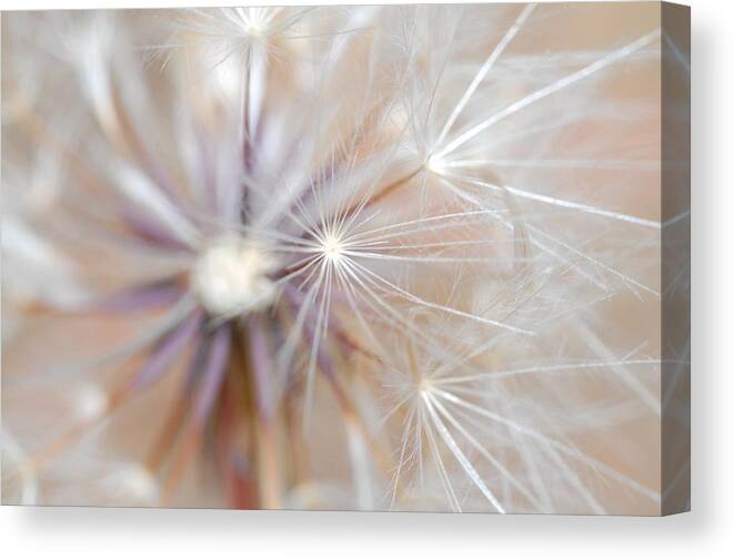 Nature Canvas Print featuring the photograph Dandelion 2 by Amy Fose