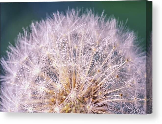 Dandelion Canvas Print featuring the photograph Dandelion Head by Framing Places