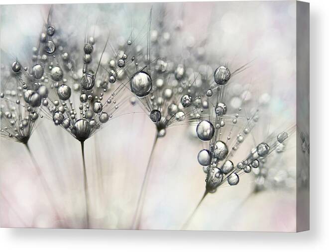 Dandelion Canvas Print featuring the photograph Dandy Party Sparkles by Sharon Johnstone