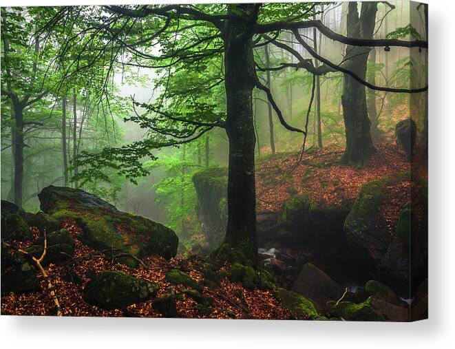 Fog Canvas Print featuring the photograph Dark Forest by Evgeni Dinev