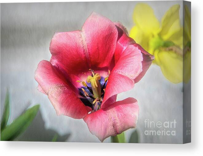 Dark Canvas Print featuring the photograph Dark Pink Darwin Hybrid Tulip and the Daffodil by Diana Mary Sharpton