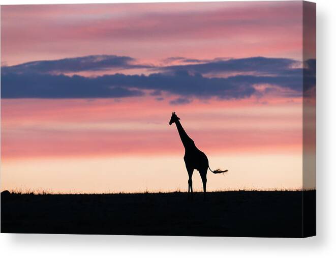 Africa Canvas Print featuring the photograph Dawn in the grasslands of the Masai Mara by Murray Rudd