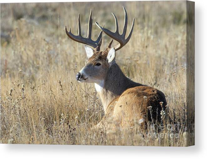 Whitetail Canvas Print featuring the photograph Day of Rest by Douglas Kikendall