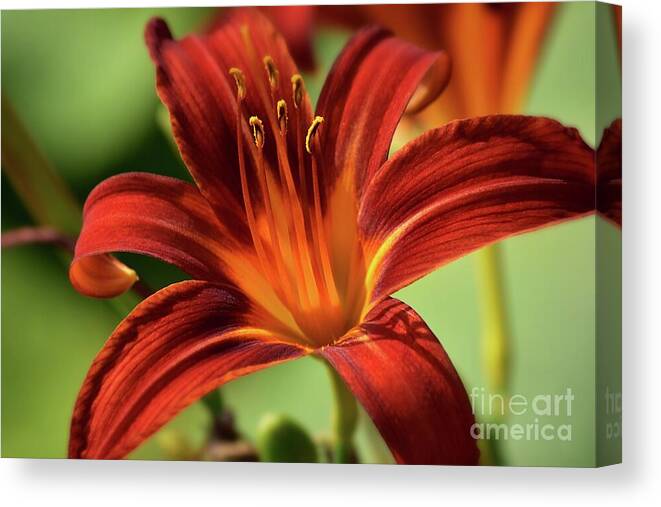 Flower Canvas Print featuring the photograph Daylily - Blazing Red - Close up by Yvonne Johnstone