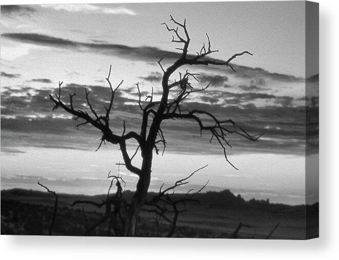 Tree Canvas Print featuring the photograph Dead Tree in a Southwest Sunset by Mike McGlothlen