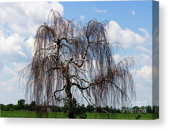 https://render.fineartamerica.com/images/rendered/default/canvas-print/10/6.5/mirror/break/images/artworkimages/medium/3/dead-weeping-willow-contrasting-with-the-blue-sky-and-white-clouds-celine-bisson-canvas-print.jpg