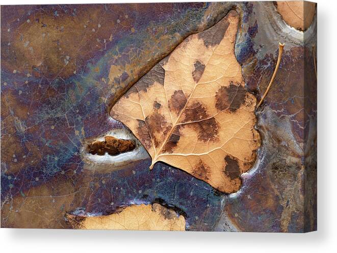 Leaves Canvas Print featuring the photograph Decomposition by Deborah Hughes