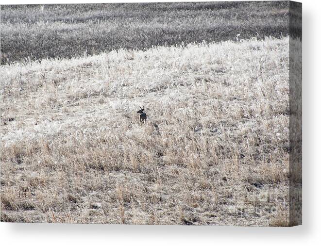 Deer Canvas Print featuring the photograph Deer At Cades Cove by Phil Perkins