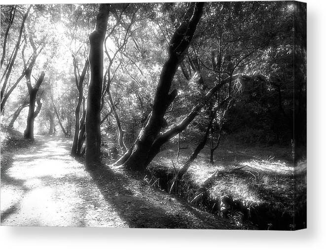 Country Road Canvas Print featuring the photograph Deer Park Fire Road, Fairfax CA by John Parulis