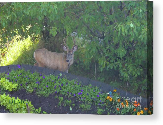 Deer Canvas Print featuring the photograph Deer Right Here by Donna L Munro
