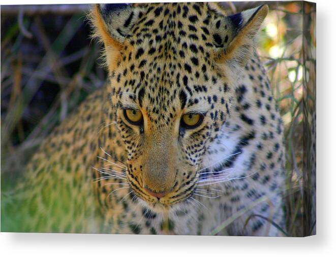Def Leopard Canvas Print featuring the photograph Def Leopard by Gene Taylor