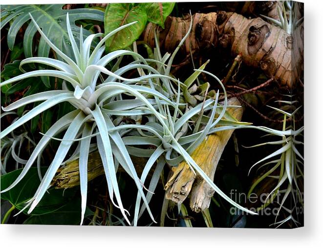Air Plants On A Log Photograph Canvas Print featuring the photograph Delicate Air Plants by Expressions By Stephanie