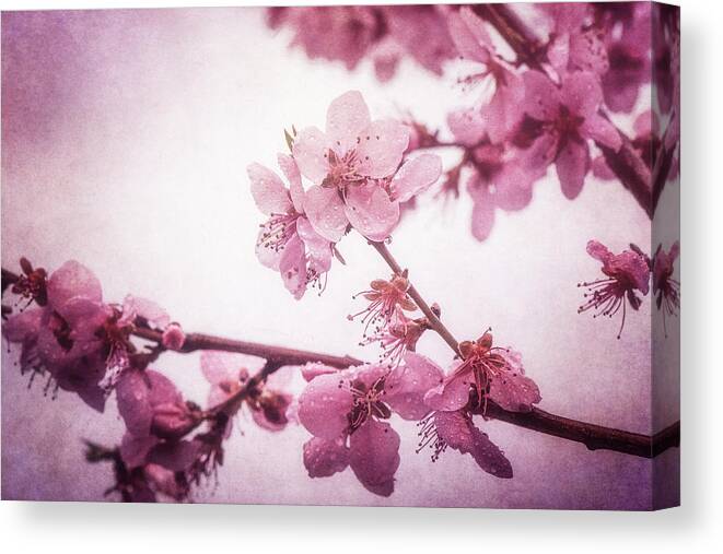 Flowers Canvas Print featuring the photograph delicately Perfumed by Philippe Sainte-Laudy