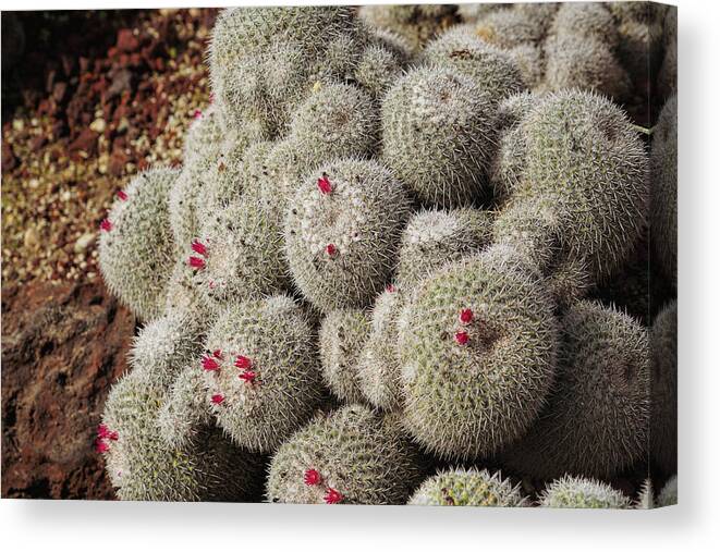 Cactus Canvas Print featuring the photograph Desert Little Red Cactus by m by Mike-Hope by Michael Hope