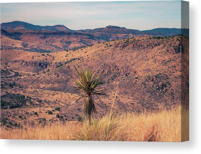 Fort Davis Canvas Print featuring the photograph Desert Yucca by Slow Fuse Photography