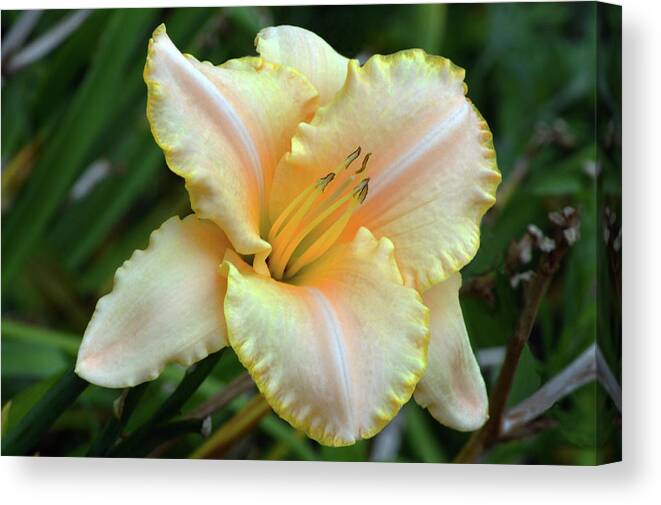 Daylily Canvas Print featuring the photograph Desirable Daylily. by Terence Davis