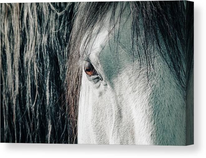 Beauty In Nature Canvas Print featuring the photograph Details of horse's head by Benoit Bruchez