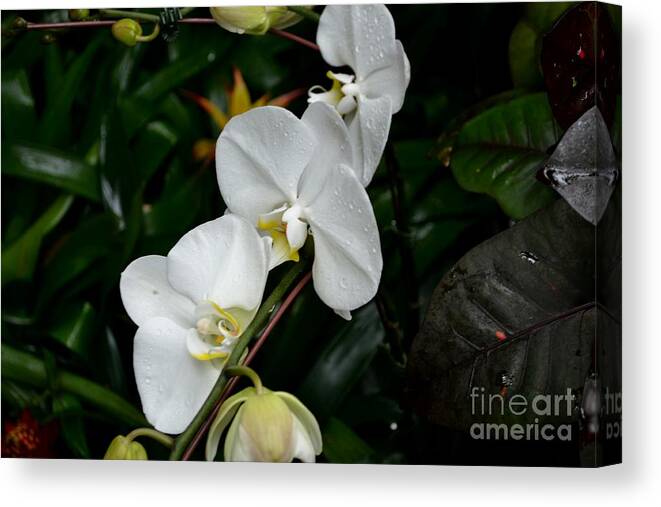 White Phalaenopsis Orchid Photograph Canvas Print featuring the photograph Dew Covered Orchids by Expressions By Stephanie