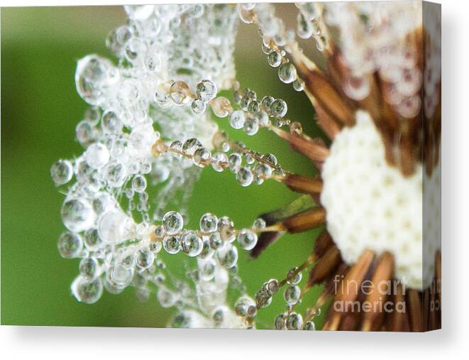 Closeup Canvas Print featuring the photograph Dewy Diamond Dandelion 3 of 12 by Cheryl McClure