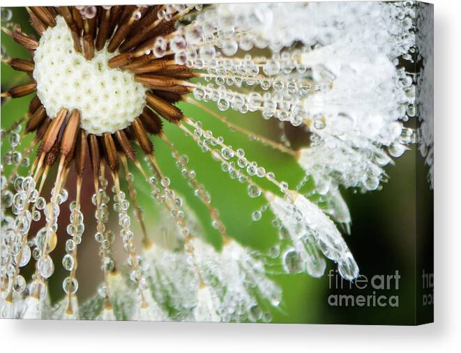 Closeup Canvas Print featuring the photograph Dewy Diamond Dandelion 4 of 12 by Cheryl McClure