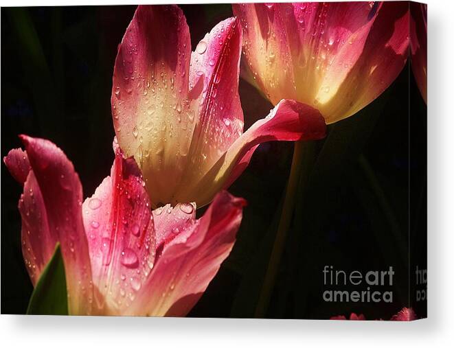 Tulips Canvas Print featuring the photograph Dewy Petals by Kimberly Furey