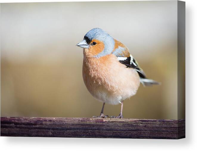Chaffinch Canvas Print featuring the photograph Did someone say cake? by Anita Nicholson