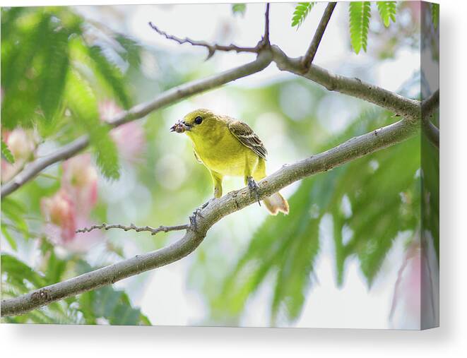 Orchard Oriole Canvas Print featuring the photograph This Is What's For Supper by Annette Hugen