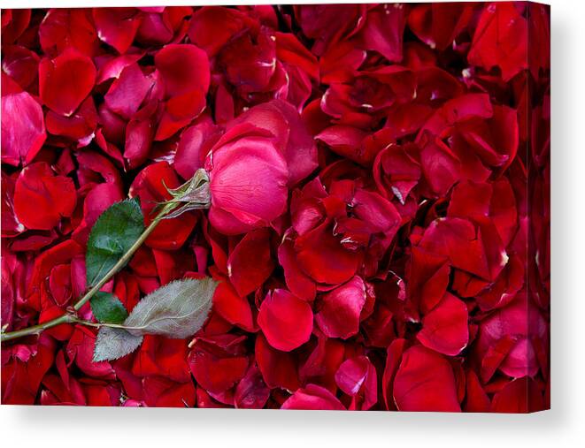 Retail Canvas Print featuring the photograph Directly above shot of rose with leaf on petals. by Subir Basak