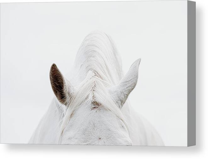 Photographs Canvas Print featuring the photograph Divided Attention - Horse Art by Lisa Saint