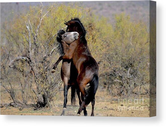 Salt River Wild Horses Canvas Print featuring the digital art Does Somebody Need A Hug by Tammy Keyes