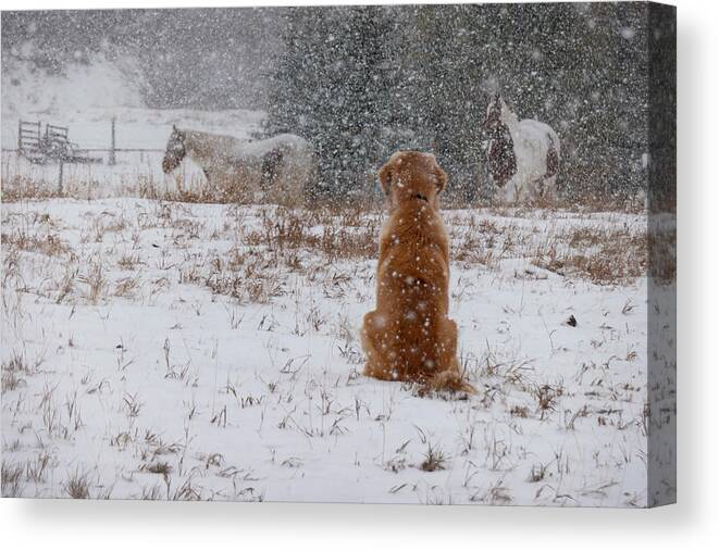 Snow Canvas Print featuring the photograph Dog And Horses In The Snow by Karen Rispin
