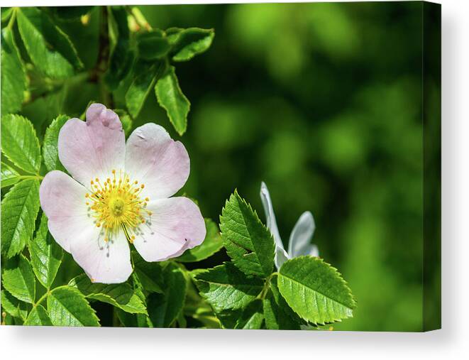 Dog Rose Canvas Print featuring the photograph Dog rose Rosa canina flower by Viktor Wallon-Hars