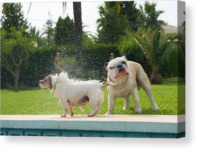 Spray Canvas Print featuring the photograph Dog splashing a bulldog by the pool by Cultura RM Exclusive/Benedicte Vanderreydt
