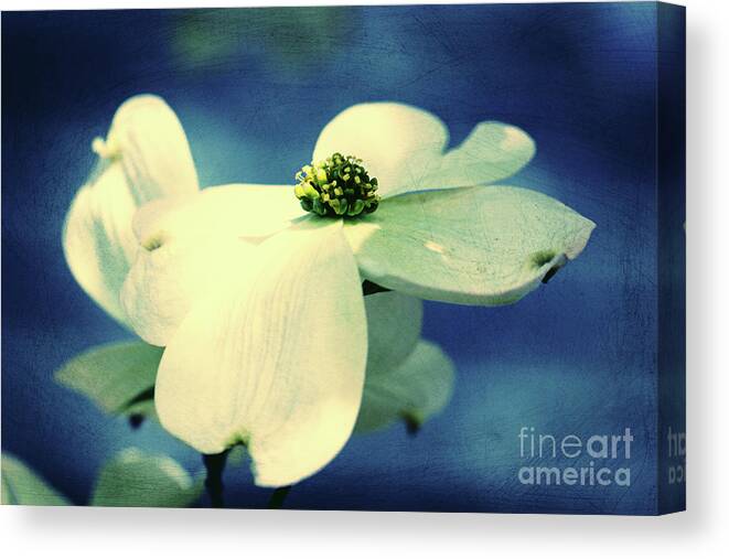 Dogwood; Dogwood Blossom; Dogwood Blossoms; Blossom; Blossoms; Tree; Dogwood Tree; Raindrops; Flower; Indigo; Blue; White; White Flower; White Blossom; Cross Process; Canvas Print featuring the photograph Dogwood Blues by Tina Uihlein