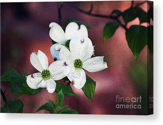 Dogwood; Flower; Blossom; White Flower; Tree; Raindrops; Rain; Water; Red; White; Green; Horizontal; Botanical; Nature; Canvas Print featuring the digital art Dogwood in Red by Tina Uihlein
