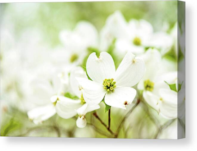 Dogwood Canvas Print featuring the photograph Dogwood by Linda Shannon Morgan