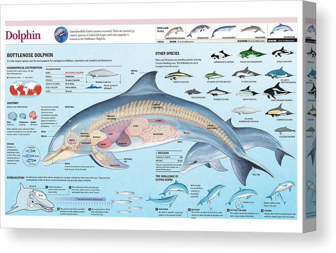 Biology Canvas Print featuring the digital art Dolphin by Album