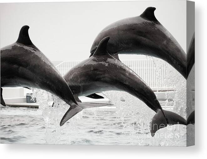 Dolphin Show. Dolphin Canvas Print featuring the photograph Dolphin Show by Syuutaro K