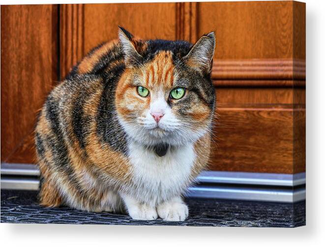 Liza Canvas Print featuring the photograph Domestic angry cat sitting in front of entry door. Kitten is pissed off. Colourful Felis catus waiting on open door. Angry cat face. Green eye. Cat has small bell around neck by Vaclav Sonnek
