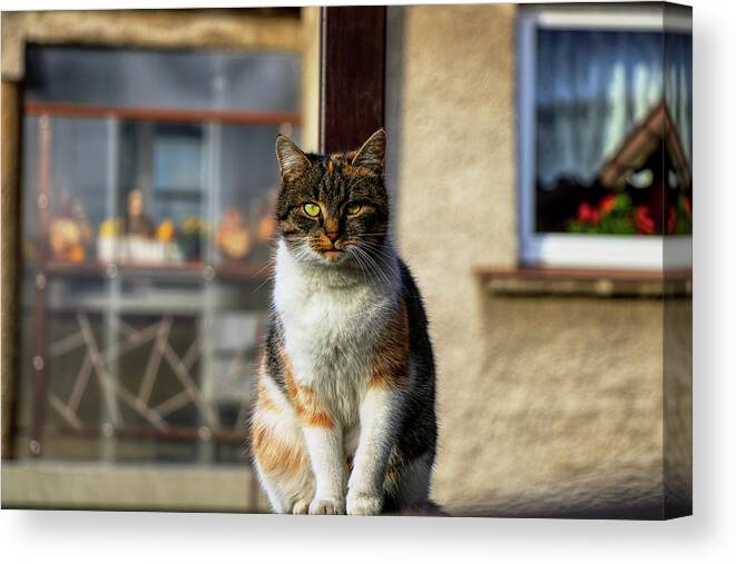 Liza Canvas Print featuring the photograph Domestic stylish kitten sitting in the corner. Plump cat watchs some move in garden. Intelligent cute cat. Interesting cat face. Serious Felis catus by Vaclav Sonnek