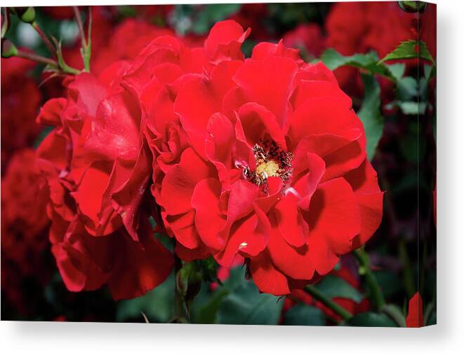 Finland Canvas Print featuring the photograph Double red roses by Jouko Lehto