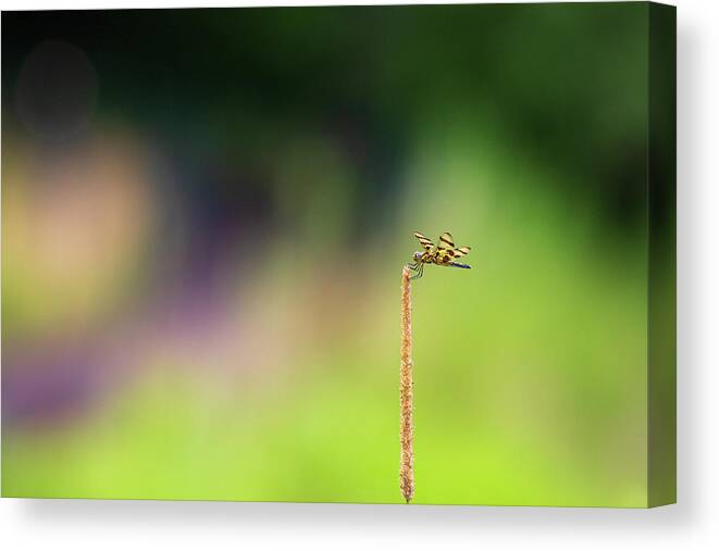 Insect Canvas Print featuring the photograph Dragonfly in Summer by Amelia Pearn