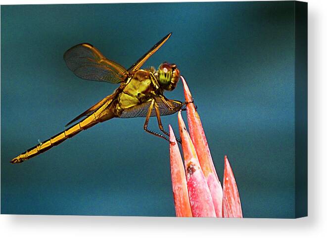 Dragonfly Canvas Print featuring the photograph Dragonfly Resting by Bill Barber